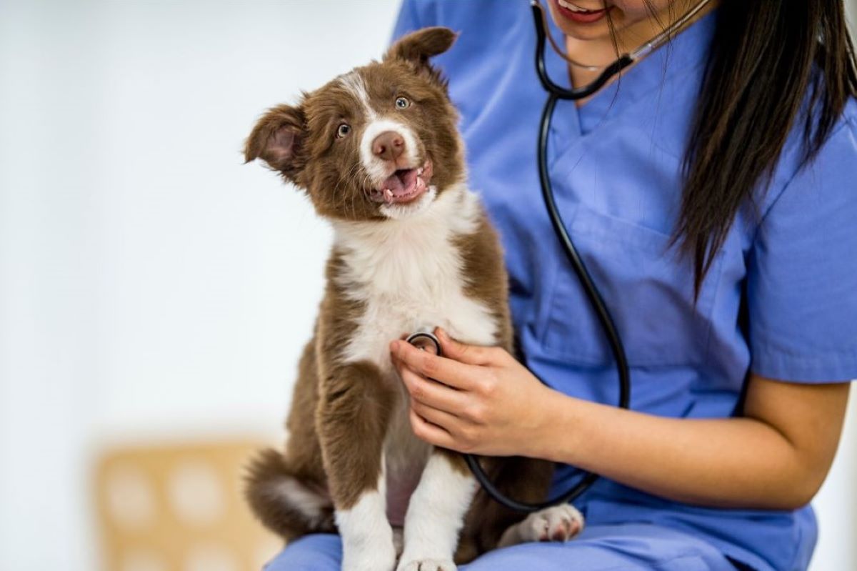 Pri podozrení na ochorenie vášho domáceho miláčika je nutná návšteva veterinára a dať zviera vyšetriť. Zdroj foto: Canva